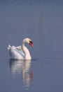 Single Mute swan bird on a water surface of the Biebrza river wetlands in Poland during a spring nesting period Royalty Free Stock Photo