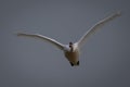 A single mute swan flying overhead