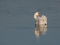 A single mute swan preening in a calm water