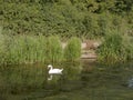 A single mute swan on the top of a lake with reflection in the w Royalty Free Stock Photo