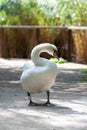 A single Mute Swan walking on wooden bridge. Cygnus olor