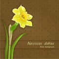 Single narcissus