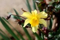 Single Narcissus or Daffodil bright yellow blooming flower growing over rose plant leaves and dry rosebuds at home garden