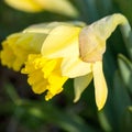 Single narcissus, yellow daffodil.