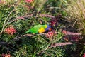 Single native australian lorikeet looks at nectar in flowers on a tree Royalty Free Stock Photo
