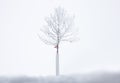 A single tree with frosty ice covered over dry branches stand alone in snow landscape