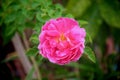 Single nature colorful flower sweet pink rose blooming in garden top view Royalty Free Stock Photo