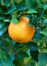 Single Navel Orange on the Tree