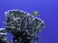 Single Needlenose Butterflyfish With Antler Coral in Blue Ocean Royalty Free Stock Photo