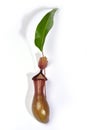 Single Nepenthes pitcher