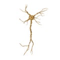 Single neuron nervous system on white. 3D illustration Royalty Free Stock Photo