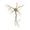 Single neuron nervous system on white. 3D illustration