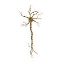 Single neuron nervous system on white. 3D illustration Royalty Free Stock Photo