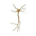 Single neuron nervous system on white. 3D illustration Royalty Free Stock Photo