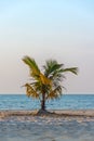 Single newling palm tree growing on white sand beach, blue sky a Royalty Free Stock Photo