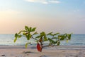 Single newling tree growing on white sand beach, blue sky and se Royalty Free Stock Photo