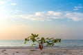 Single newling tree growing on white sand beach, blue sky and se Royalty Free Stock Photo