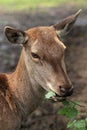 Single nice Hind in the zoo park