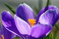 A single noble purple crocus flower in close-up.