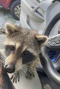 A single North American raccoon, Procyon lotor, inside a car Royalty Free Stock Photo