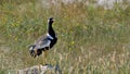 Single northern black korhaan bird sitting on a rock on a meadow with grass and wild flowers in Etosha National Park, Namibia.