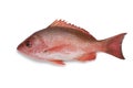 Single Northern red snapper