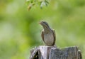 A single northern wryneck Jynx torquilla