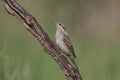 A single northern wryneck Jynx torquilla