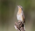 A single northern wryneck