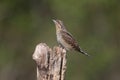 A single northern wryneck