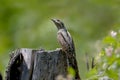 A single northern wryneck Jynx torquilla