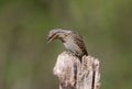 A single northern wryneck Jynx torquilla