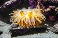 Single Norwegian Sea Anemone - latin Actiniarnia - inhabiting seashore coastal waters Norway, in an zoological garden marine Royalty Free Stock Photo