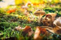 A single not edible mushroom in colorful spring forest background