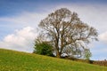 A single oak free on a hillside spring meadow with yellow flowers next to a dry stone wall with farmhouse roof and bright blue sky