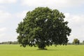 Single oak tree Royalty Free Stock Photo