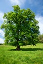 Single oak tree Royalty Free Stock Photo