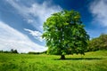 Single oak tree Royalty Free Stock Photo