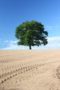 Single Oak Tree Royalty Free Stock Photo