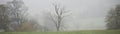 Single oak tree alone on rural famers field Royalty Free Stock Photo