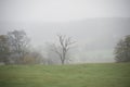 Single oak tree alone on rural famers field Royalty Free Stock Photo