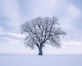 Single oak tree on awinter morning with copy space Royalty Free Stock Photo