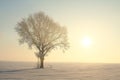 single oak tree covered with frost on a snowy field lit by the morning sun beautiful winter scenery at dawn december and winter