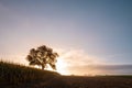 Single oak tree in a field at sunrise. Royalty Free Stock Photo