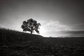 Single oak tree in a field at sunrise, black and white. Royalty Free Stock Photo