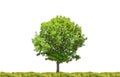 Single oak tree in green grass Royalty Free Stock Photo