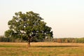 Single oak tree growing on the field Royalty Free Stock Photo