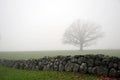 Oak Tree in Mist Behind Stone Fence