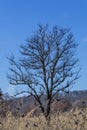 Silhouette of a leafless tree against a blue sky in winter season. Royalty Free Stock Photo