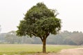 A single oak tree on a meadow in sunset summer time. Rural landscape scene. Environmental Conservation background. Tree of life Royalty Free Stock Photo